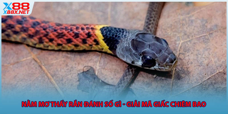 Nằm Mơ Thấy Rắn Đánh Số Gì - Giải Mã Giấc Chiêm Bao